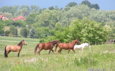 Szemes Értékei Fotópályázat
